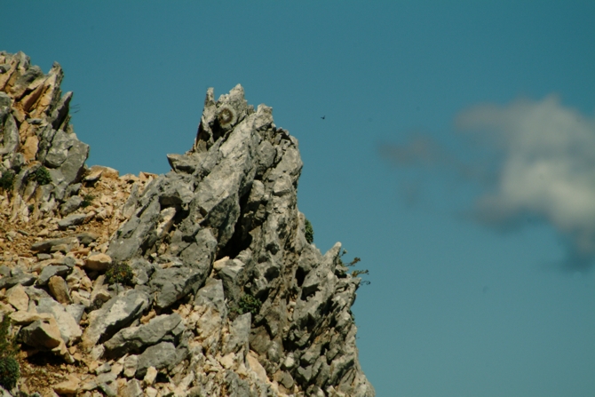 Sculture naturali